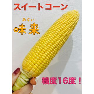 朝どりトウモロコシ【味来】3L 5kg クール便送料込み！(野菜)