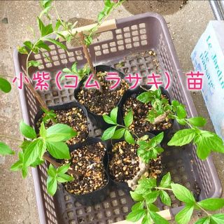 小紫(コムラサキ)   抜き苗 1株(その他)