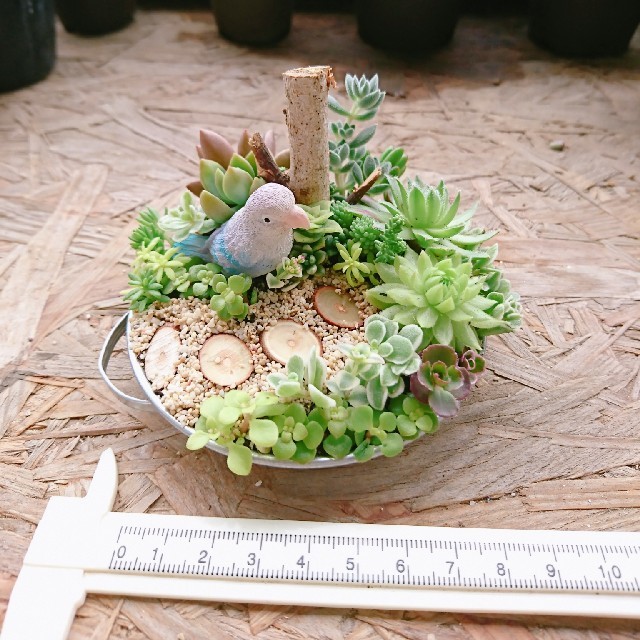 多肉植物 寄せ植え ハンドメイドのフラワー/ガーデン(その他)の商品写真