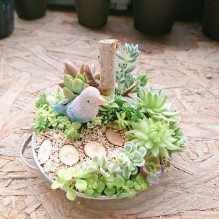 多肉植物 寄せ植え(その他)