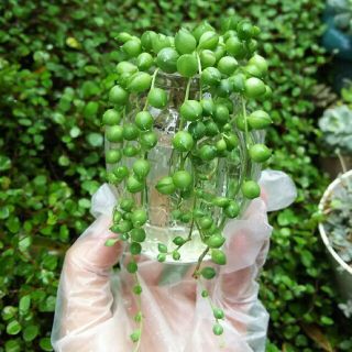 グリーンネックレス 多肉 観葉植物 寄せ植えにも(その他)