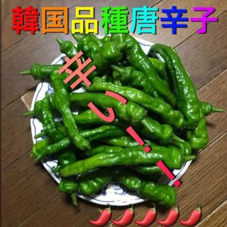 青唐辛子   韓国品種   愛知県産(野菜)
