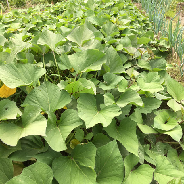 さつまいもの苗4本＊紅あずま＊挿し苗＊根なし＊無農薬野菜＊お試し価格＊初心者向け 食品/飲料/酒の食品(野菜)の商品写真