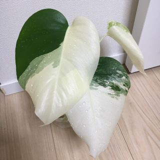《No,15》モンステラ バリエガータ 苗 (プランター)