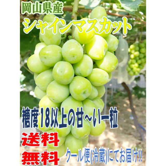 《送料無料クール便》岡山県産 シャインマスカット 7月末頃収穫予定 採れたて1房