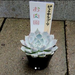 多肉植物         ピンクザラゴーサ(その他)