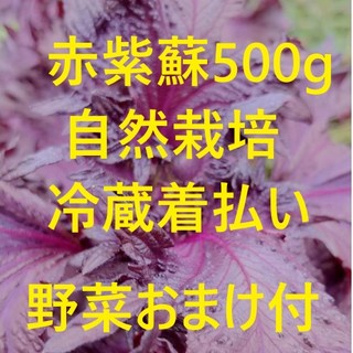 赤紫蘇500g 野菜のオマケ付き 自然栽培(野菜)