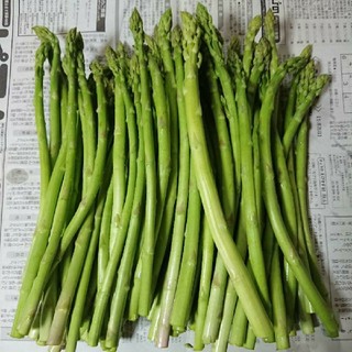(限定値下げ！)佐賀県産グリーンアスパラ1.5キロ(訳あり)(野菜)