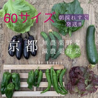 京都 無農薬 減農薬新鮮野菜詰め合わせ！！朝採り野菜(野菜)