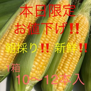 本日限定お値下げ‼️朝採り直送‼️ とうもろこし 10〜12本（Ｌ〜３Ｌ)(野菜)