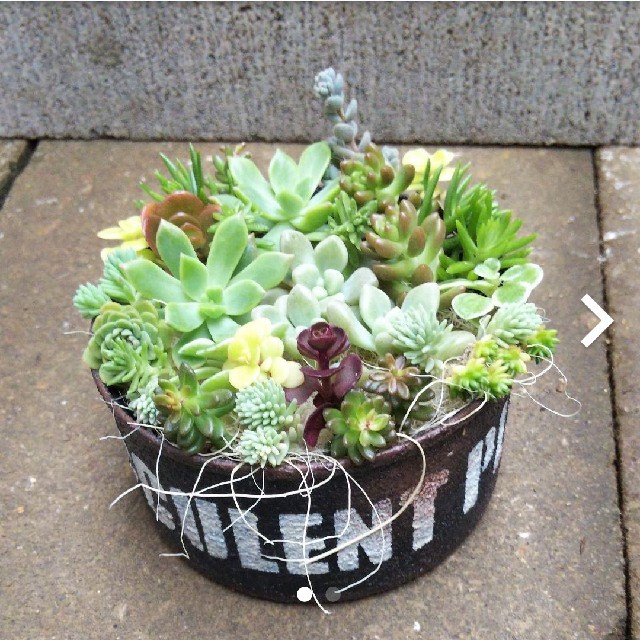 多肉植物カット苗詰め合わせ ハンドメイドのフラワー/ガーデン(その他)の商品写真