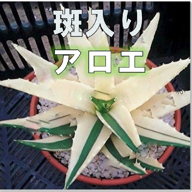 斑入りアロエベラ（Aloe vera） 種子30粒！多肉植物 ハンドメイドのフラワー/ガーデン(その他)の商品写真