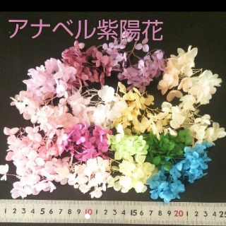 紫陽花16色セット  プリザーブドフラワー (プリザーブドフラワー)