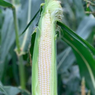 ホワイトトウモロコシ 雪の妖精 とうもろこし トウモロコシ(野菜)