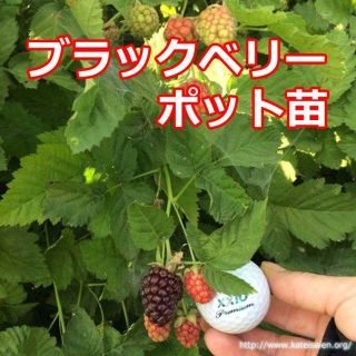 ■ブラックベリー苗 トゲ無しポット苗 ボイセンベリー 無農薬栽培♪(フルーツ)