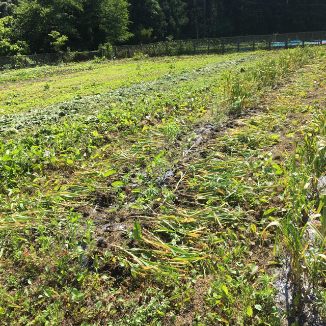 島根県産 乾燥にんにく、可愛いサイズ たっぷり900g  食品/飲料/酒の食品(野菜)の商品写真