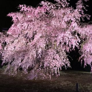 shira様専用(イーゼル)