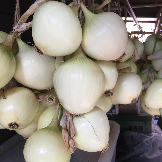 玉ねぎ  （赤、白2色   計4kg） 食品/飲料/酒の食品(野菜)の商品写真