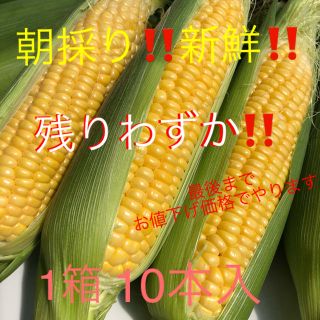 朝採り‼️産地直送‼️とうもろこし 10本入(L〜3L)(野菜)