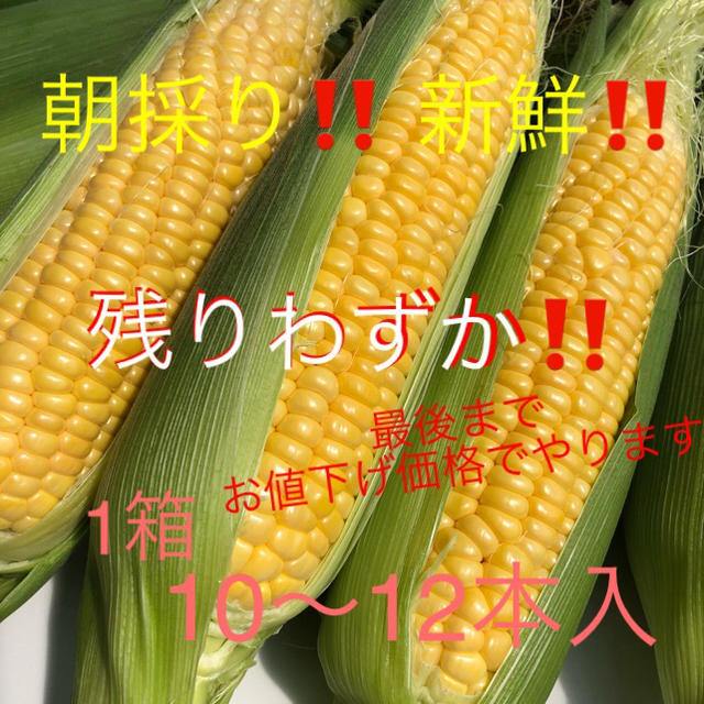 朝採り‼️直送‼️とうもろこし 10〜12本入 (L〜3L) 食品/飲料/酒の食品(野菜)の商品写真