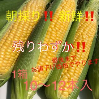 朝採り‼️ 産地直送‼️ とうもろこし10〜12本(L〜3L)(野菜)