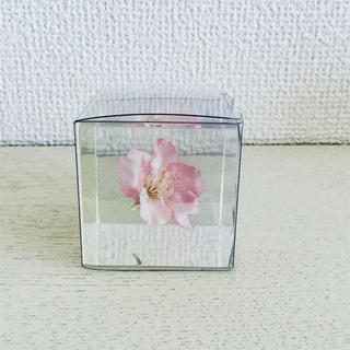 sola cube ソラキューブ 河津桜(置物)