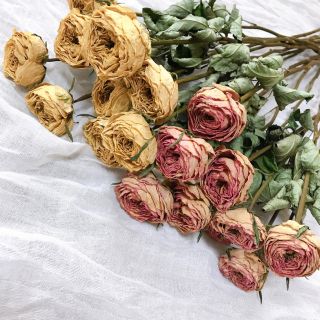 ドライフラワー♡薔薇2種20本(ドライフラワー)