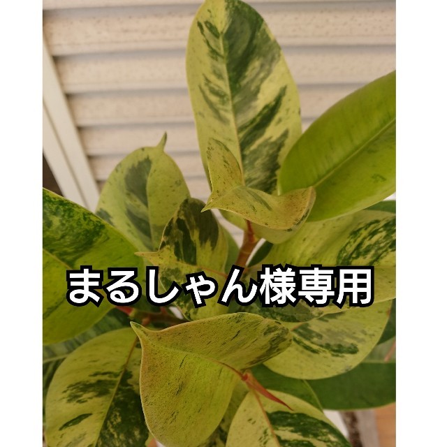 フィカス ジン 観葉植物 ハンドメイドのフラワー/ガーデン(プランター)の商品写真