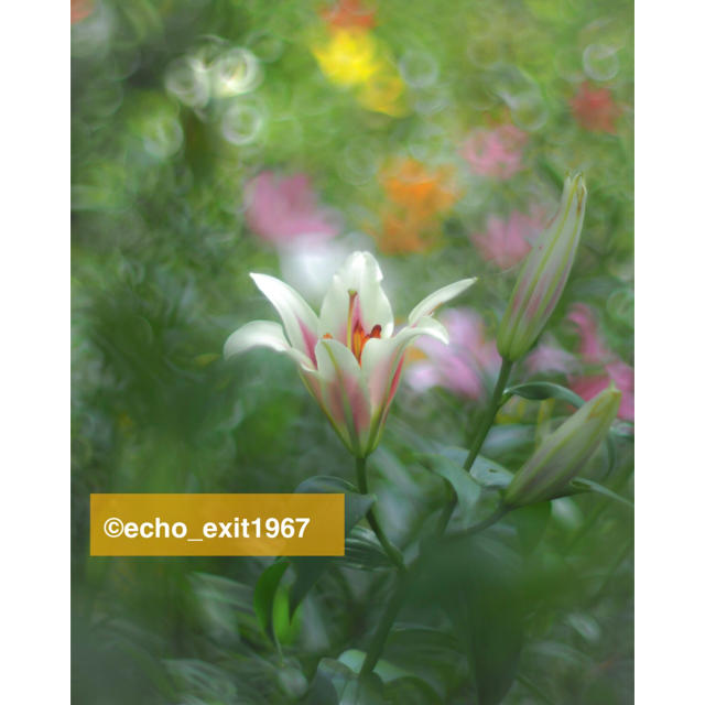 ◇宝石の色選べます 宝石レンズ S-M-C Takumar 55mm f1.8 ◇宝石の色選べます 宝石レンズ S-M-C Takumar 55mm f1.8