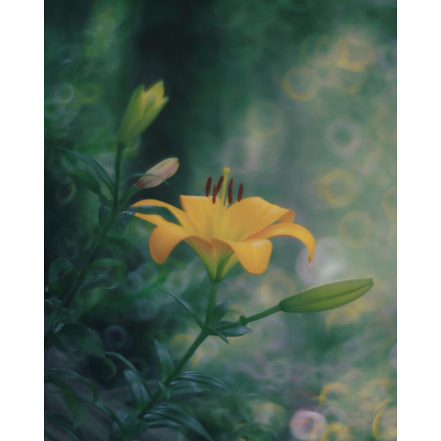 ◇宝石の色選べます 宝石レンズ S-M-C Takumar 55mm f1.8 ◇宝石の色選べます 宝石レンズ S-M-C Takumar 55mm f1.8