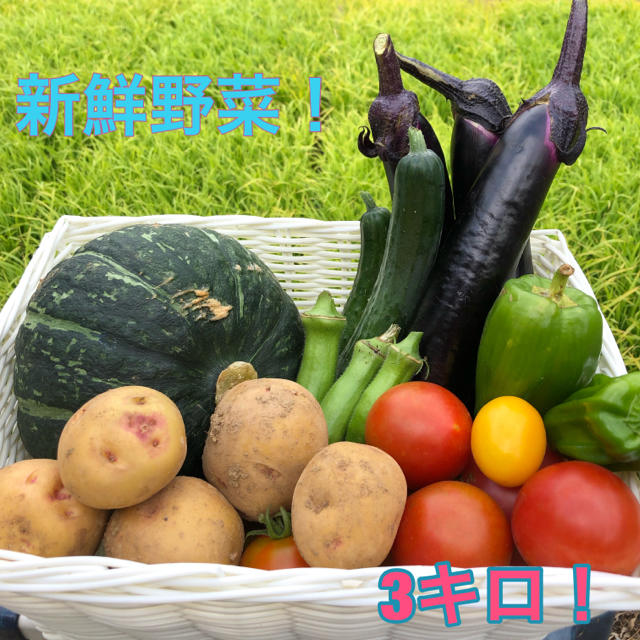 夏野菜詰め合わせセット！ 3キロ 食品/飲料/酒の食品(野菜)の商品写真