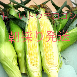 甘ーいトウモロコシ 17.18日収穫発送分(野菜)