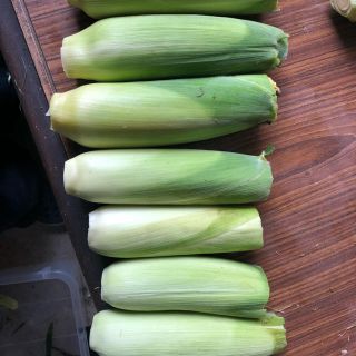 訳あり  とうもろこし(野菜)