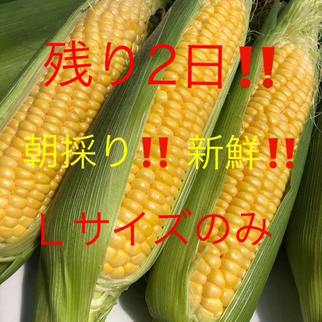 朝採り‼️産地直送‼️ とうもろこし  Ｌサイズのみ 食品/飲料/酒の食品(野菜)の商品写真