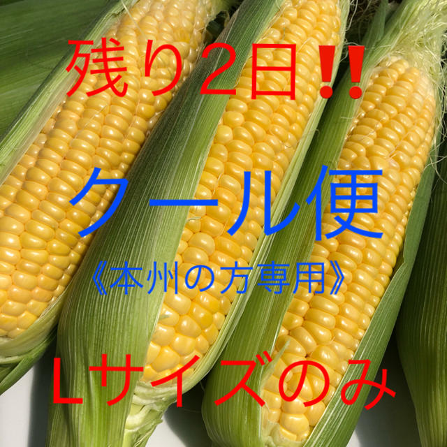 《クール便・本州の方専用》朝採り‼️産地直送‼️ とうもろこし  Ｌサイズのみ 食品/飲料/酒の食品(野菜)の商品写真