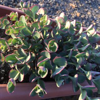 多肉植物 ミセバヤ カラスミセバヤ ミックス(その他)