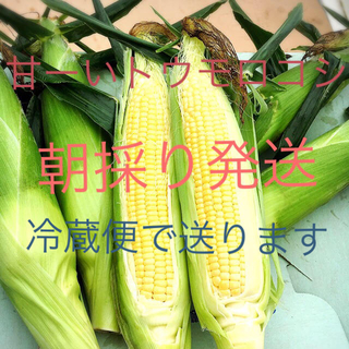 千葉県産甘ーいトウモロコシ 19.21日収穫発送分(野菜)