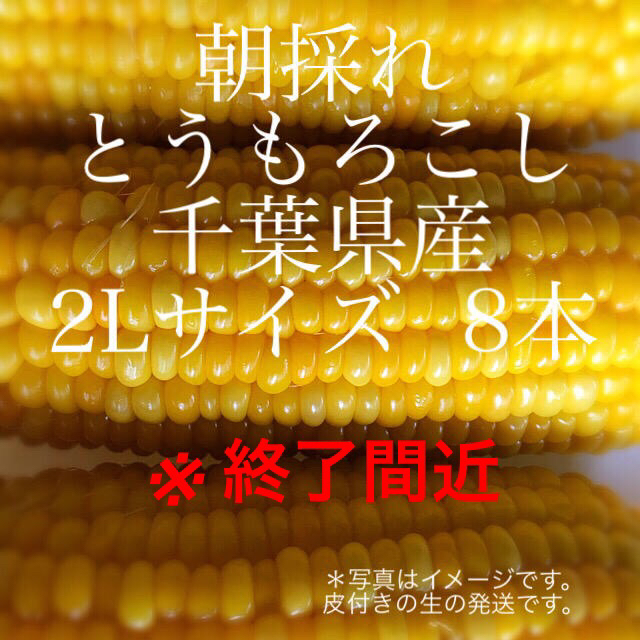 朝採れ とうもろこし 千葉県産 2Lサイズ 8本 食品/飲料/酒の食品(野菜)の商品写真