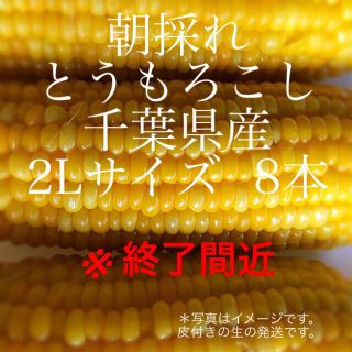 朝採れ とうもろこし 千葉県産 2Lサイズ 8本(野菜)