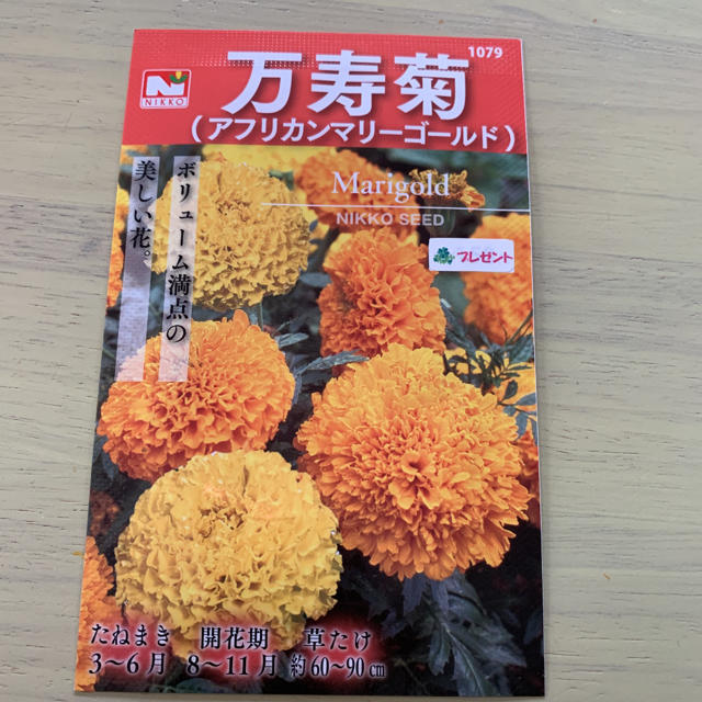 沖縄島とうがらし 種 おまけ付き バラ売り アフリカンマリーゴールド 食品/飲料/酒の食品(野菜)の商品写真