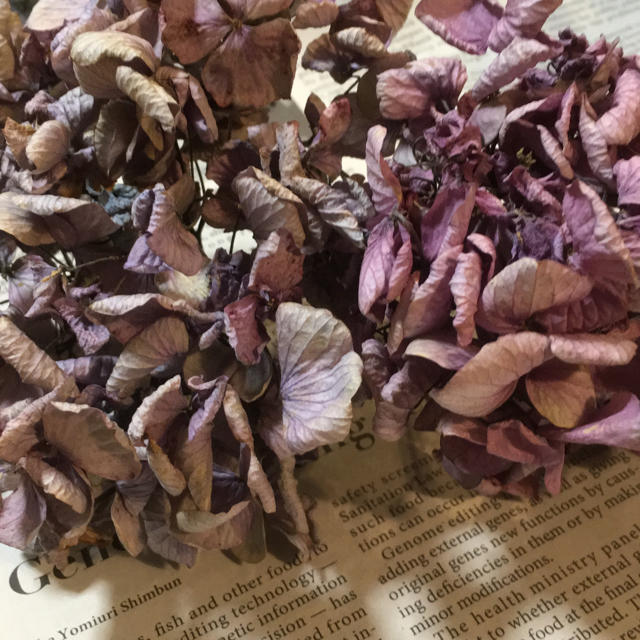 秋色紫陽花のドライフラワー ハンドメイドのフラワー/ガーデン(ドライフラワー)の商品写真
