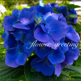 紫陽花 ブルー カット苗 2本 濃いブルー (その他)