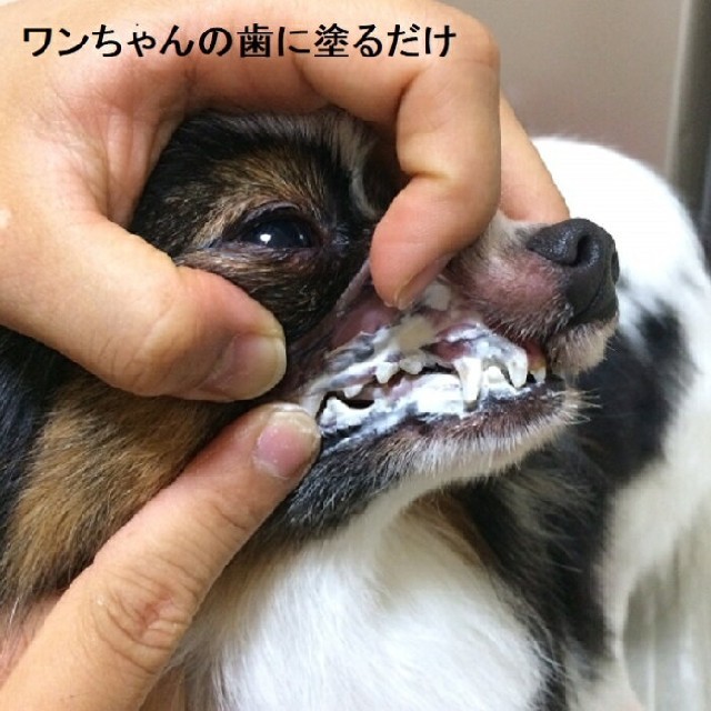 即購入OK★犬の歯石除去歯磨き ２本セット その他のペット用品(犬)の商品写真