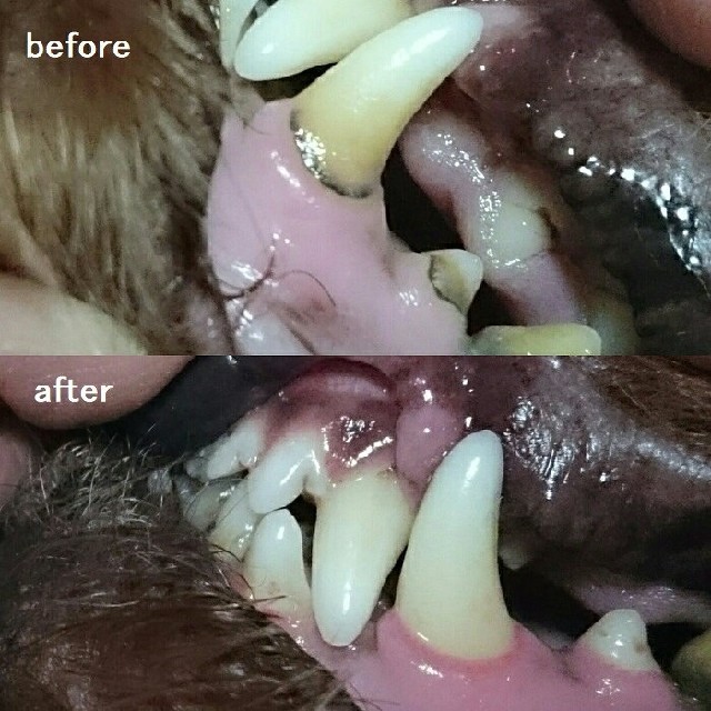 即購入OK★犬の歯石除去 歯磨き セット その他のペット用品(犬)の商品写真