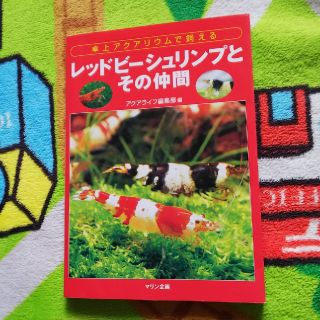 レッドビーシュリンプとその仲間(趣味/スポーツ/実用)