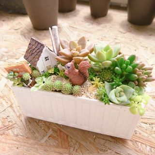 モモンガ様  専用  多肉植物寄せ植え(その他)