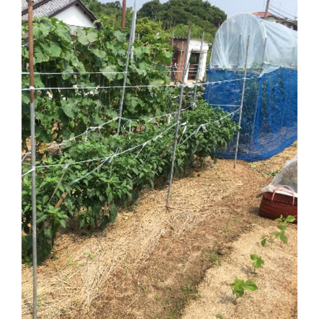 人参 葉 にんじん葉 食品/飲料/酒の食品(野菜)の商品写真