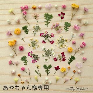 ドライフラワー 押し花 ピンク&イエローミックス アリッサム(ドライフラワー)