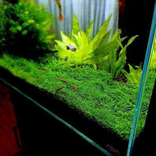 水草セット(アクアリウム)