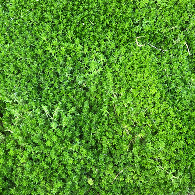 緑の絨毯(*ˊ˘ˋ*)｡♪:*°モリムラグリーン☆抜き苗 ハンドメイドのフラワー/ガーデン(その他)の商品写真